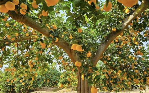citrics and fruits trees