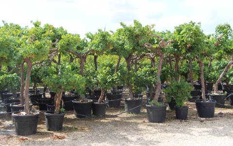 mediterranean fruits trees