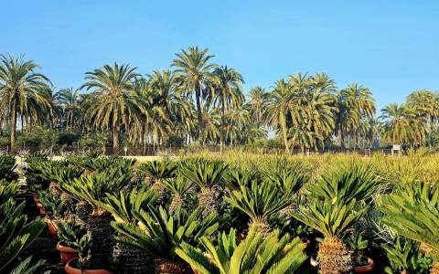 palm trees