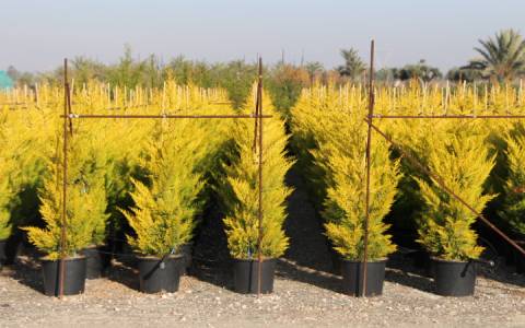 shrubs