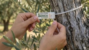 tagging trees