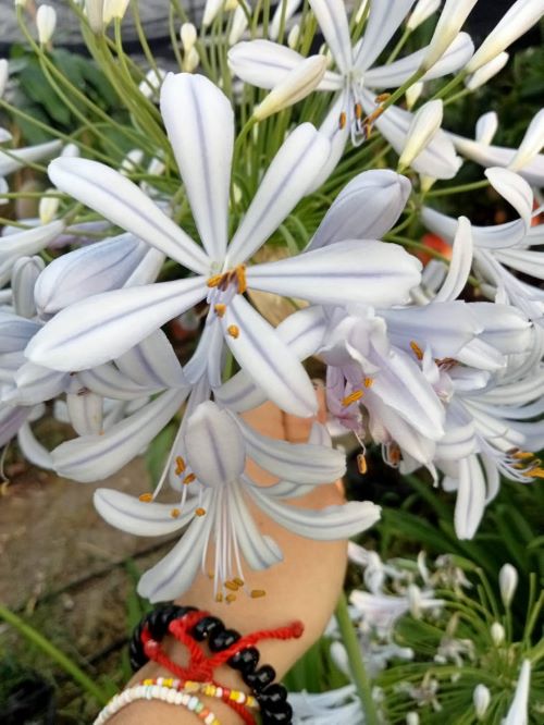 agapanthus africanus lily of the nile