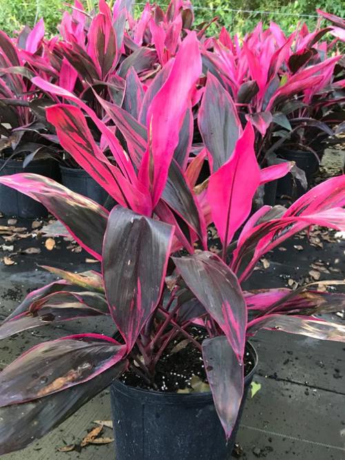 cordyline