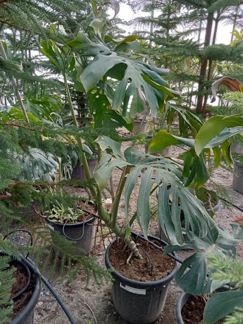 Swiss Cheese Plant monstera deliciosa