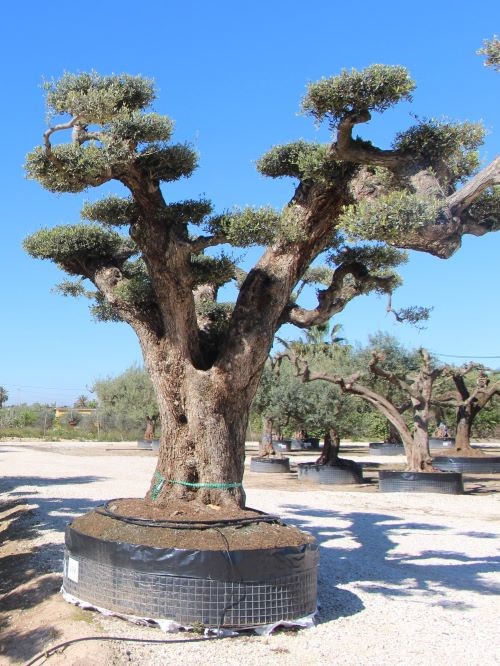 olea europaea specimen