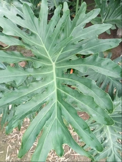 philodendron selloum tree philodendron