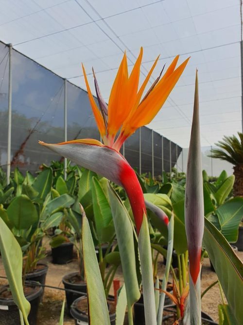 strelitzia reginae bird of paradise