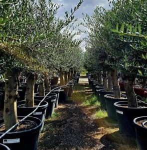 wholesale nursery